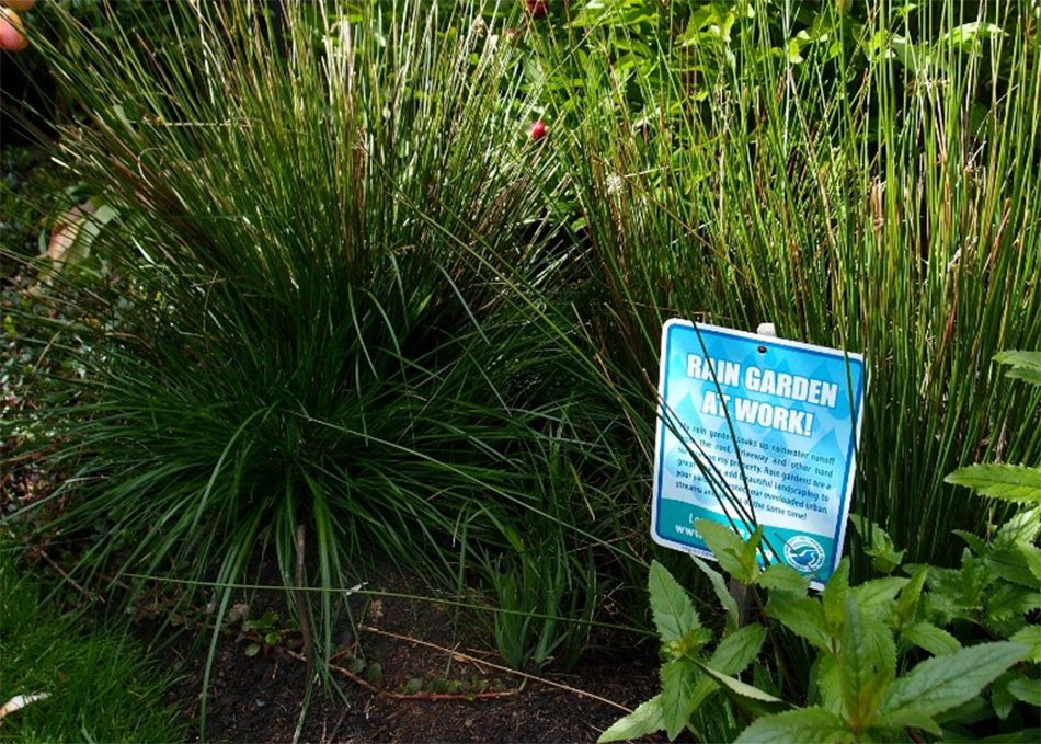 A rain garden filled with native sedges and grasses features a Rain Garden at Work sign. 