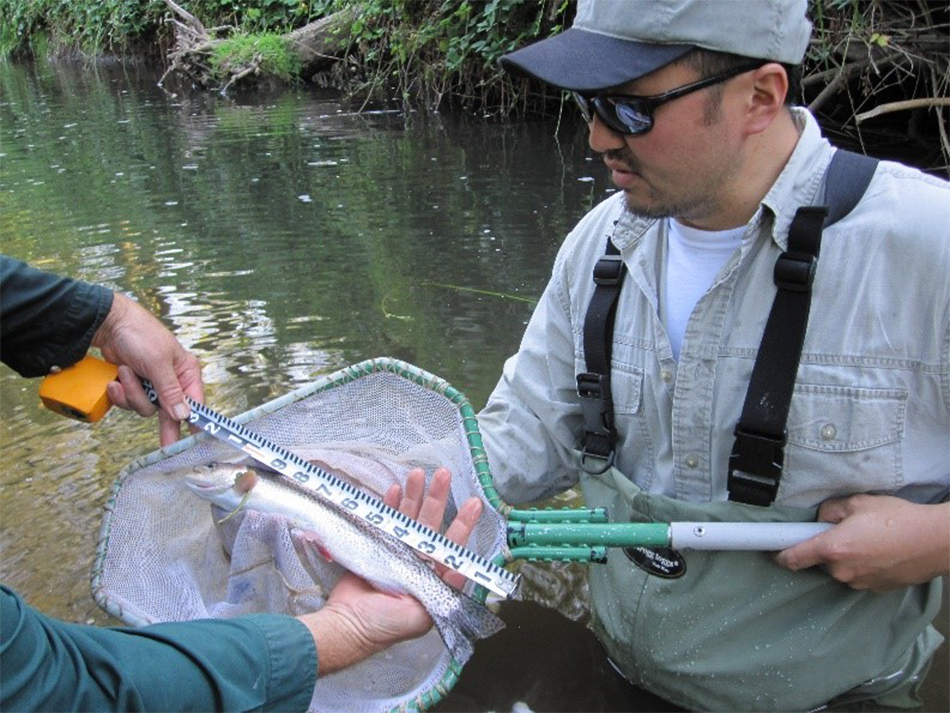 A Multnomah County employee holds a net containing a steelhead fish. 