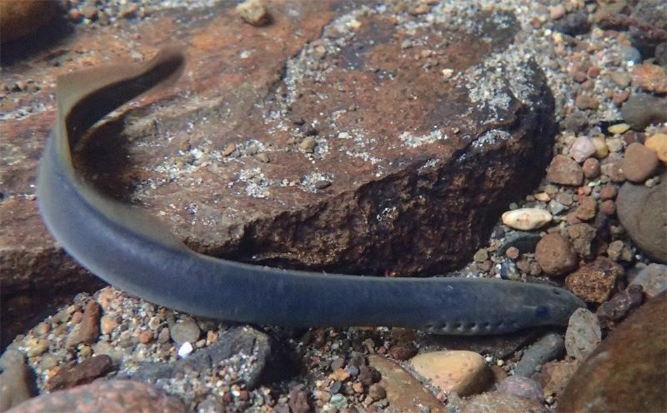 A curved eel-like fish uses its mouth parts to latch onto a rock at the bottom of Johnson Creek.